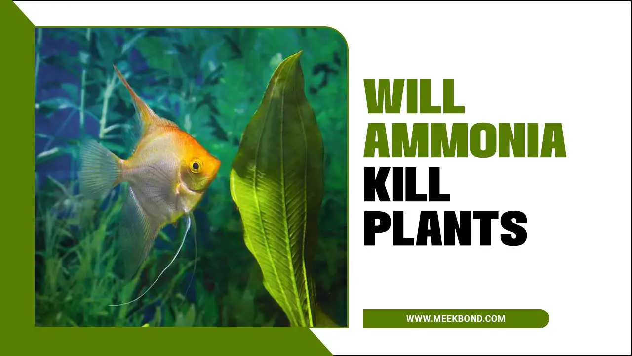 Will Ammonia Kill Plants? – What You Need To Know