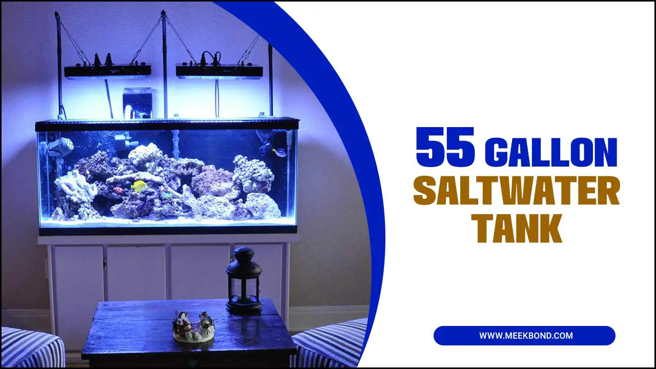 How To Set Up A 55 Gallon Saltwater Tank