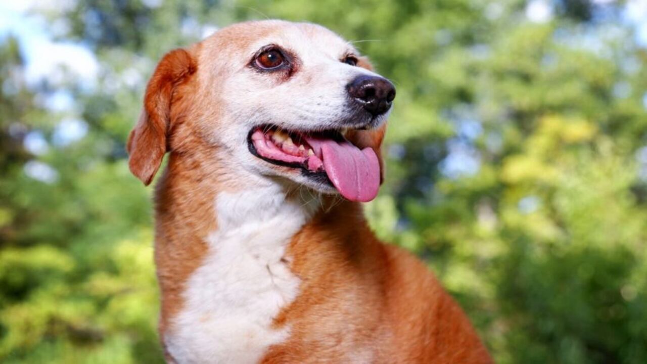 Beagle Cur Mix The Ideal Combination For A Loving Pet