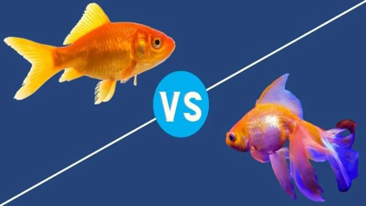 Caring Guide Between Male And Female Goldfish