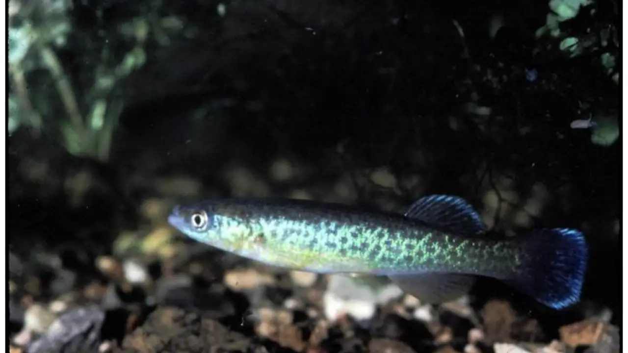Conservation Efforts For Pike-Topminnow