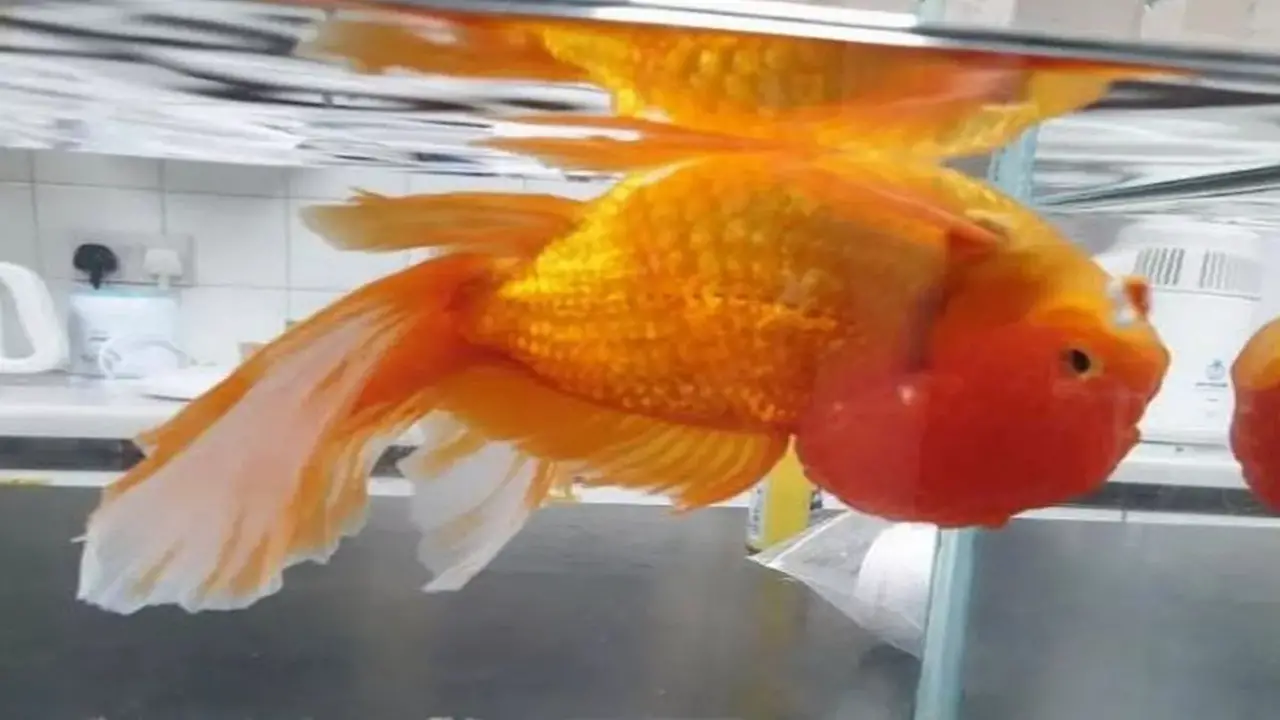 Disadvantages Of Goldfish Wen-Trimming