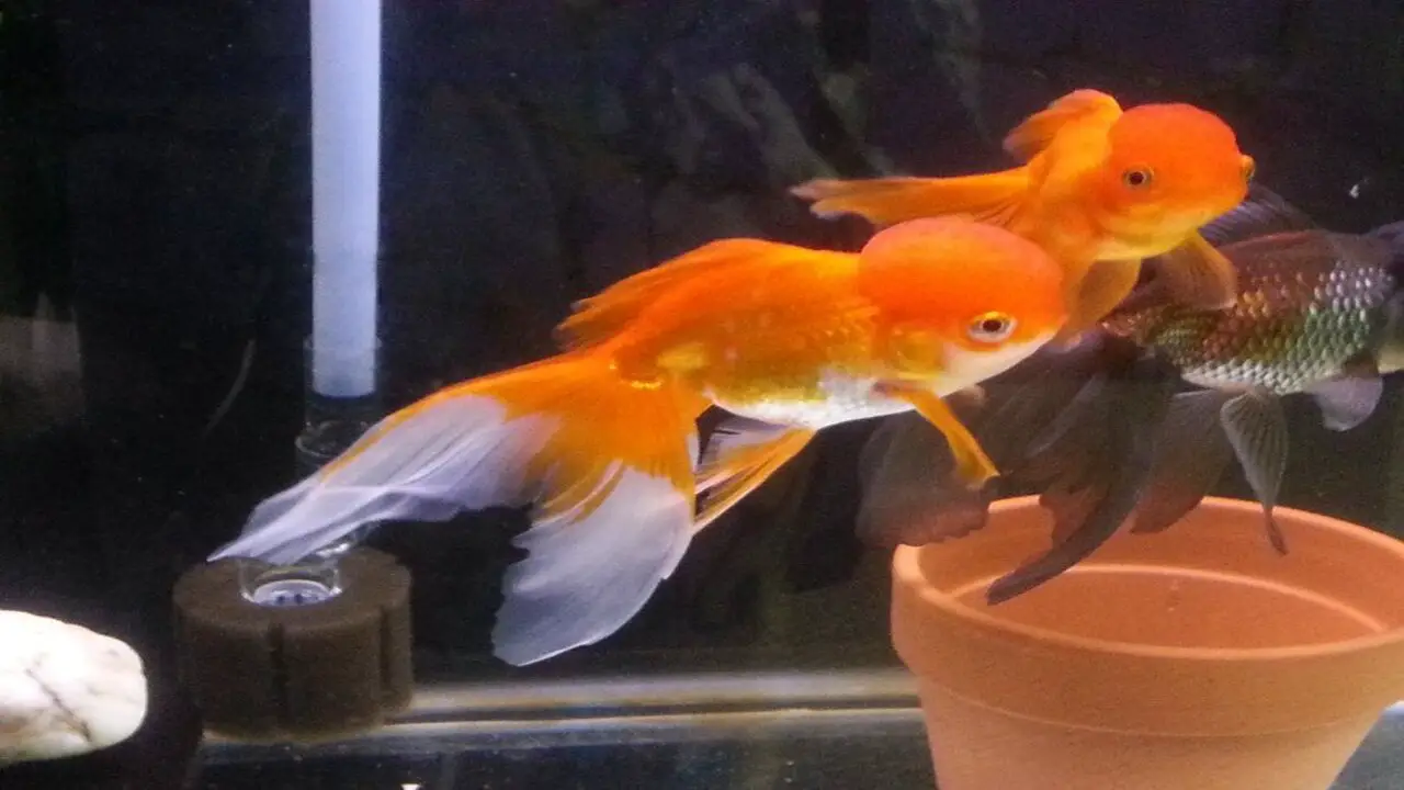 Does Goldfish Wen Have Nerve Endings