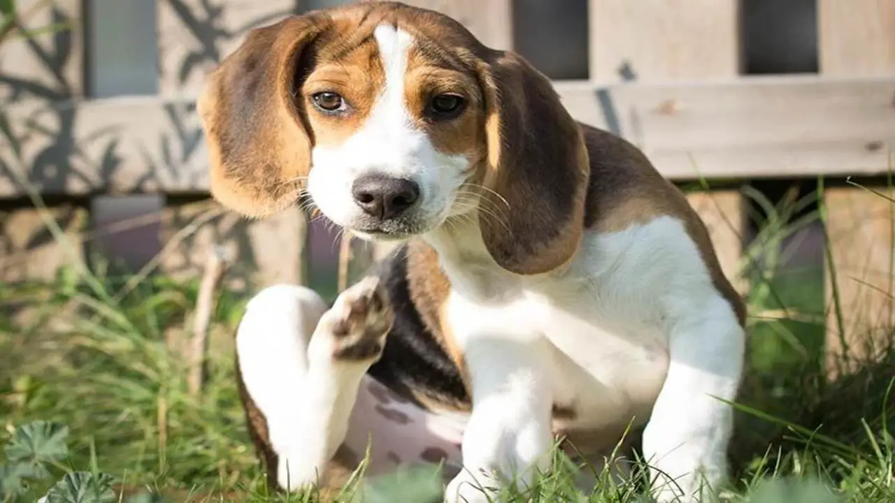Health Concerns Of A Beagle-Cur Mix