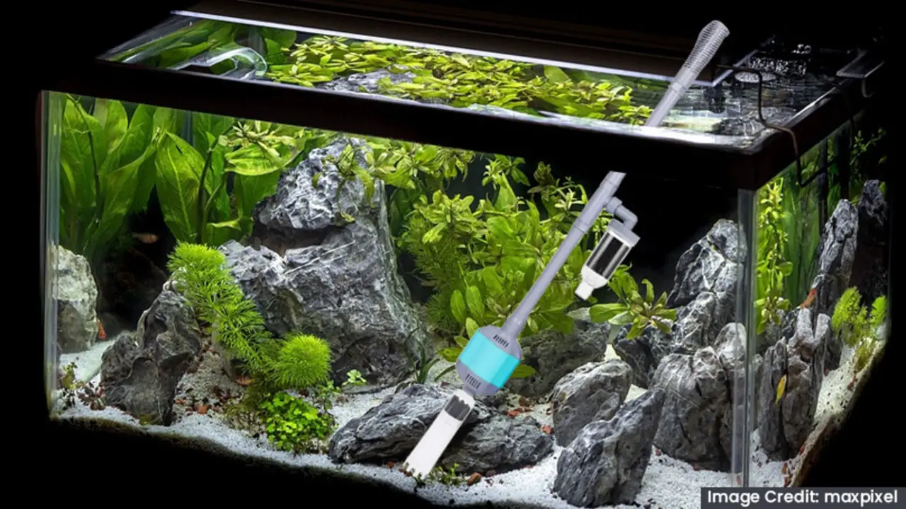 How To Choose The Filter For Sand Aquarium - Step By Step Simple Guide