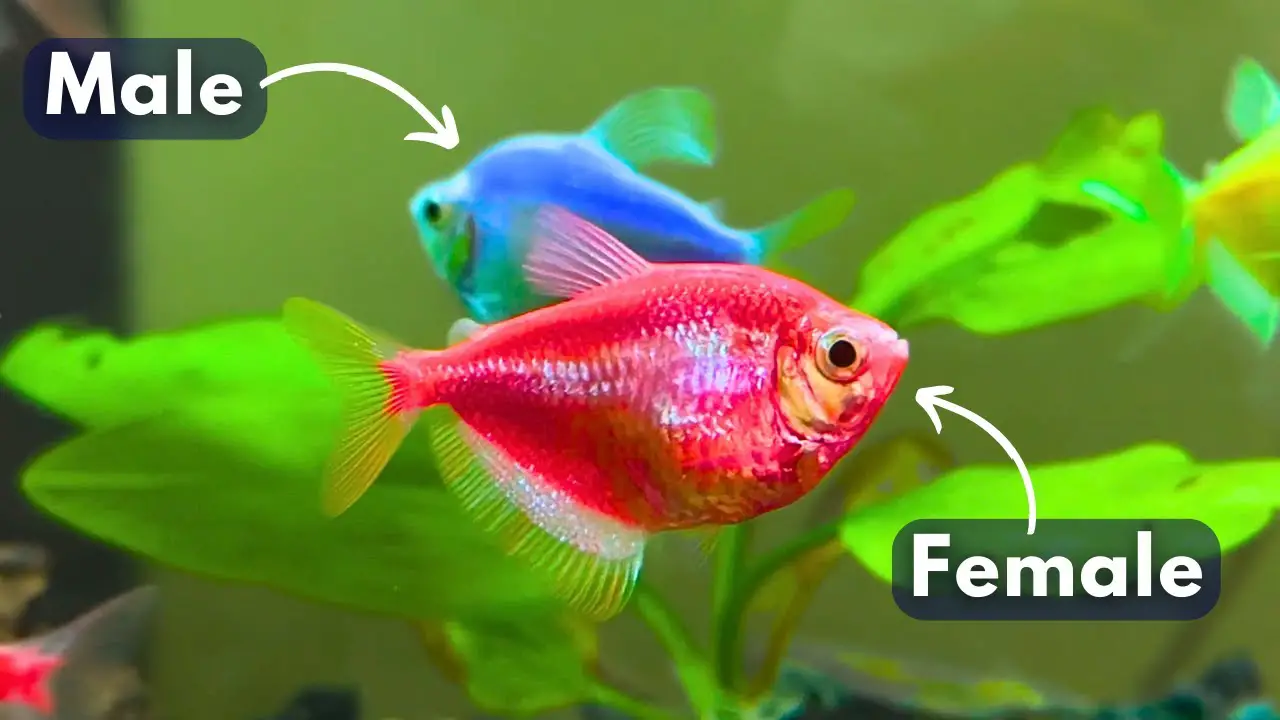 How To Identify Male And Female Glofish