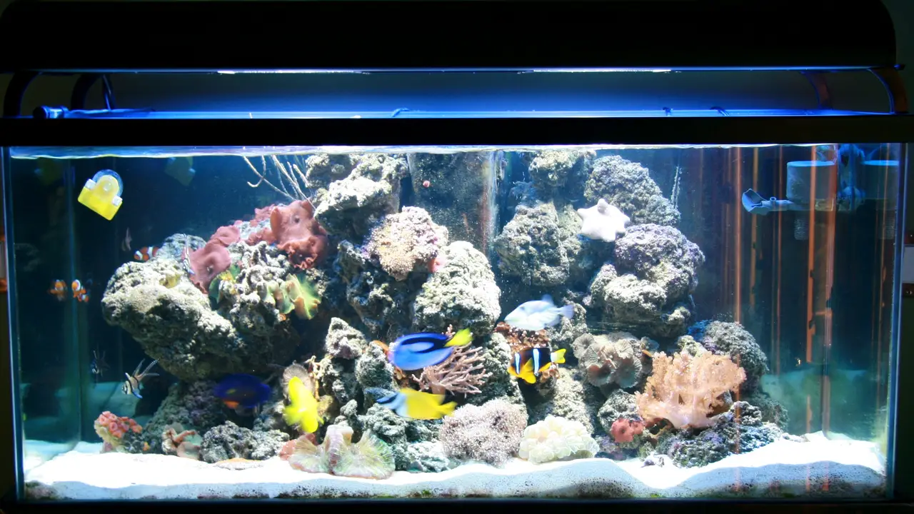 How To Set Up A 55 Gallon Saltwater Tank - Full Discussion