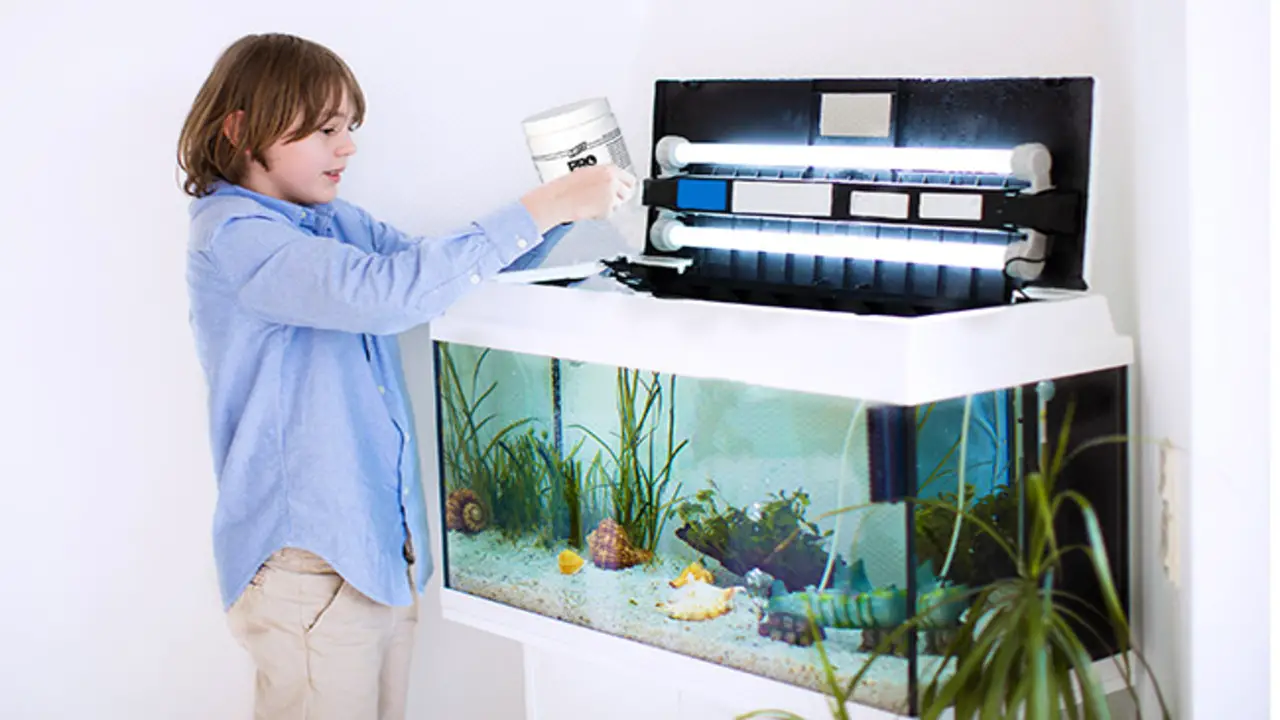 Ideal Time To Add Top-Fin Bacteria Starter To Your Aquarium
