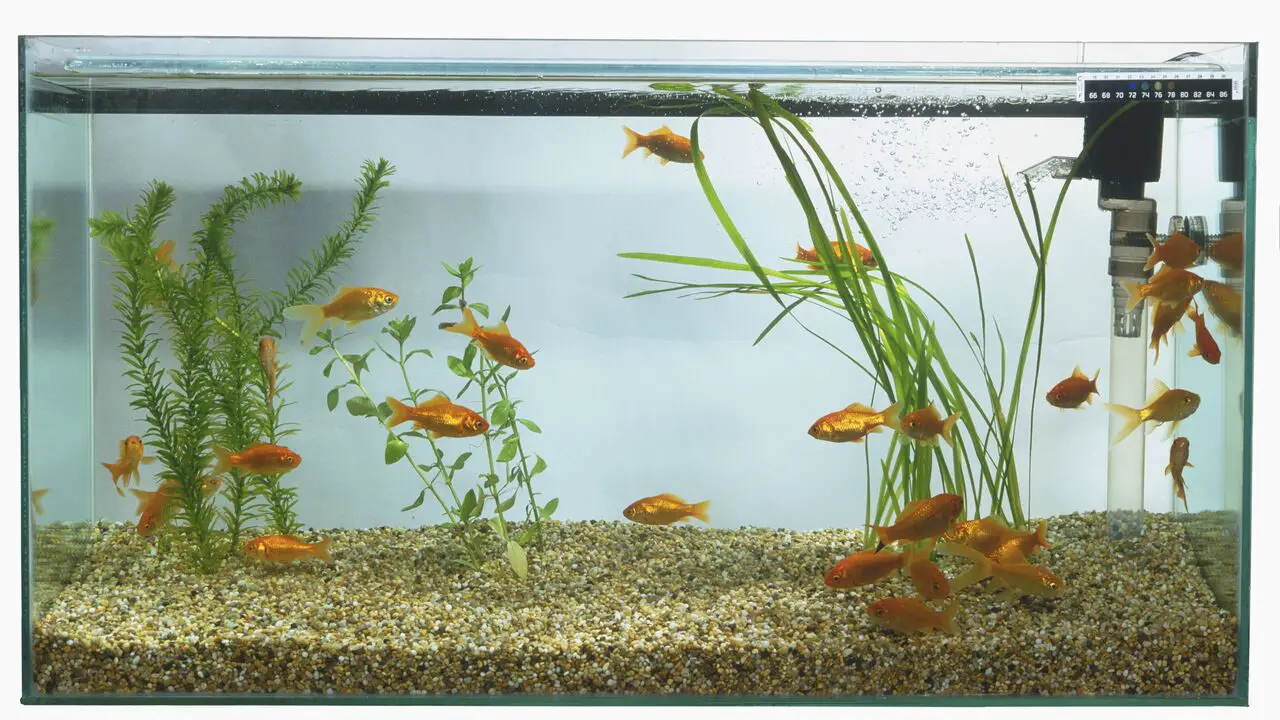 Importance Of Choosing The Right Filter For A Sand Aquarium