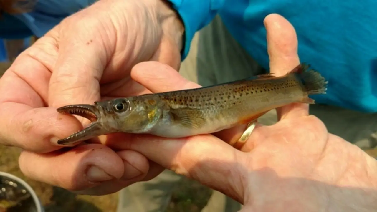 Life Cycle And Behavior Of Pike-Topminnow