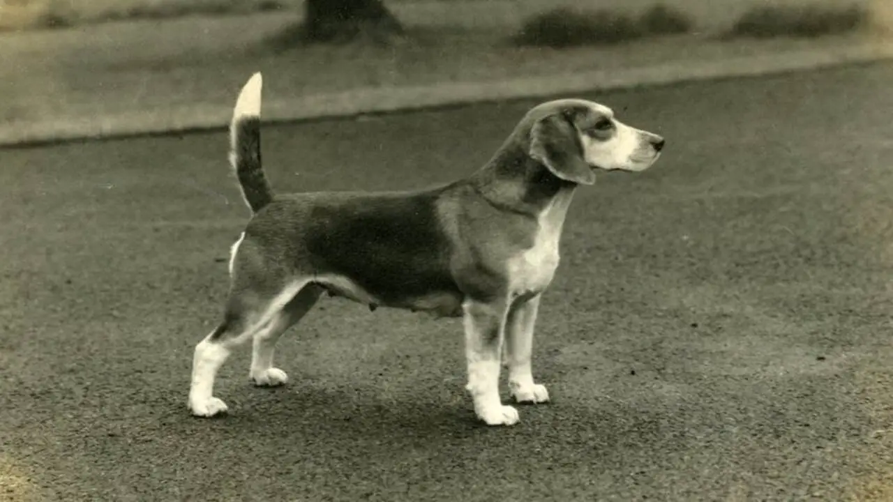 Origin And History Of The Beagle-Cur Mix