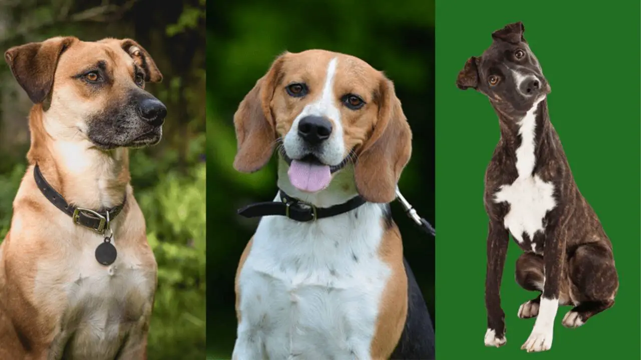 Physical Characteristics Of Beagle-Cur Mix
