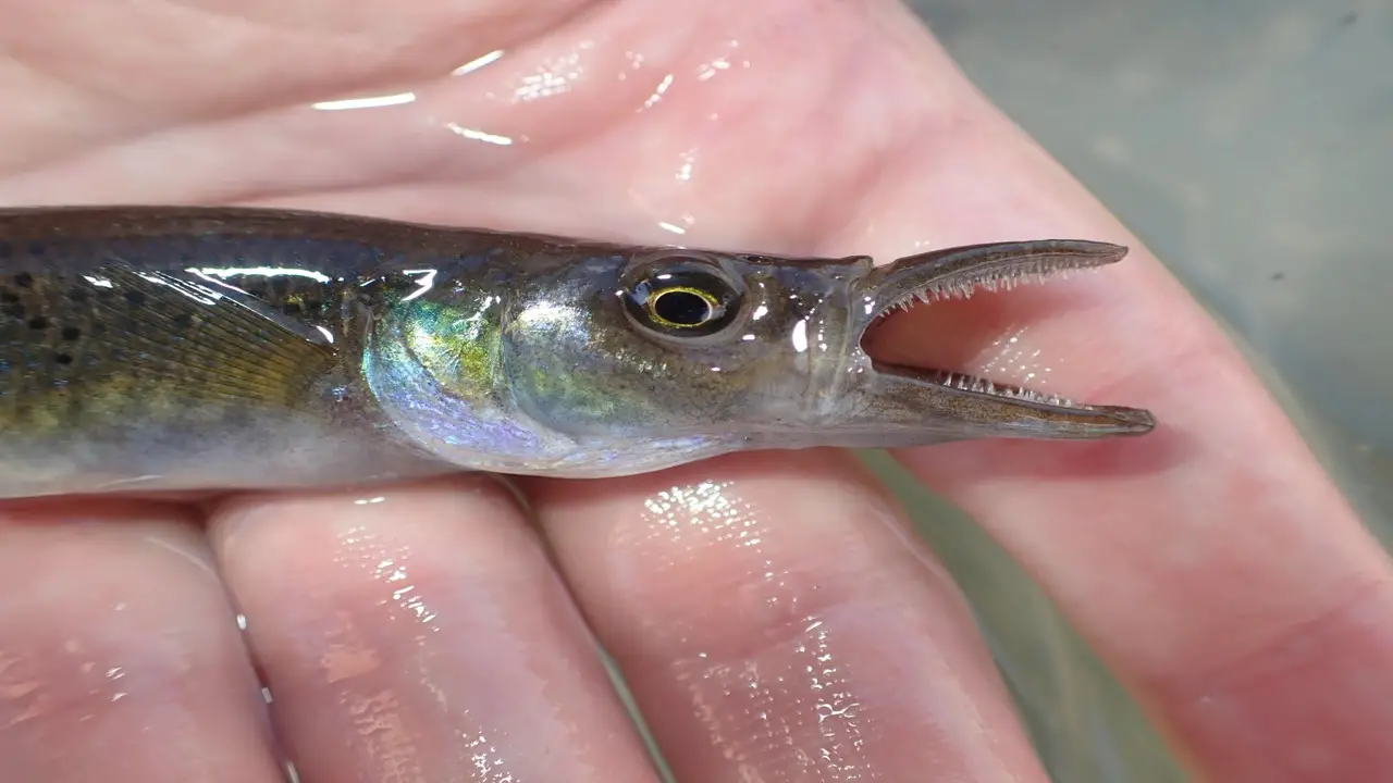 Physical Characteristics Of Pike Topminnow - Full Discussion