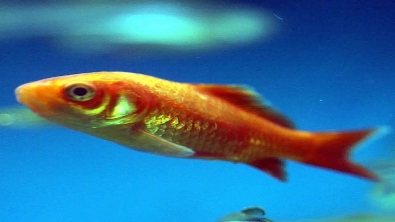Signs That Indicate A Fish Needs CPR
