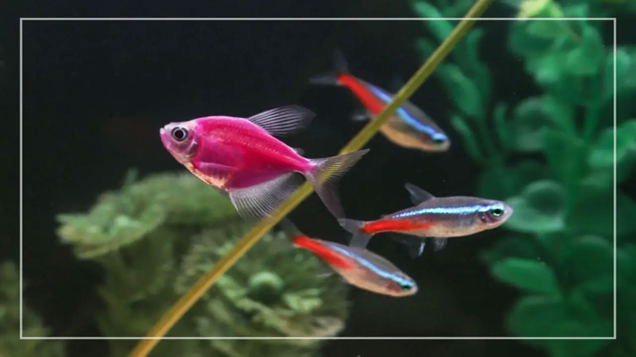 The Importance Of Gender Identification In Glofish