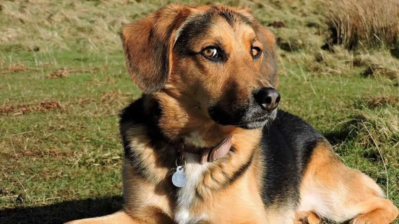 The Personality Traits Of A Beagle-Cur Mix