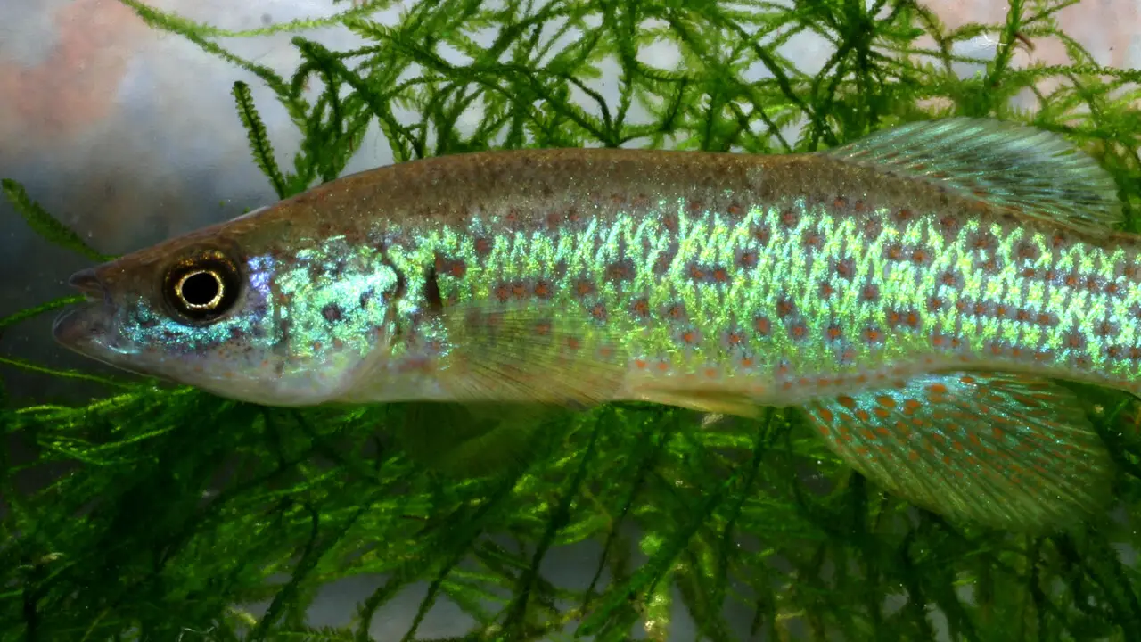 Threats To Topminnow Populations
