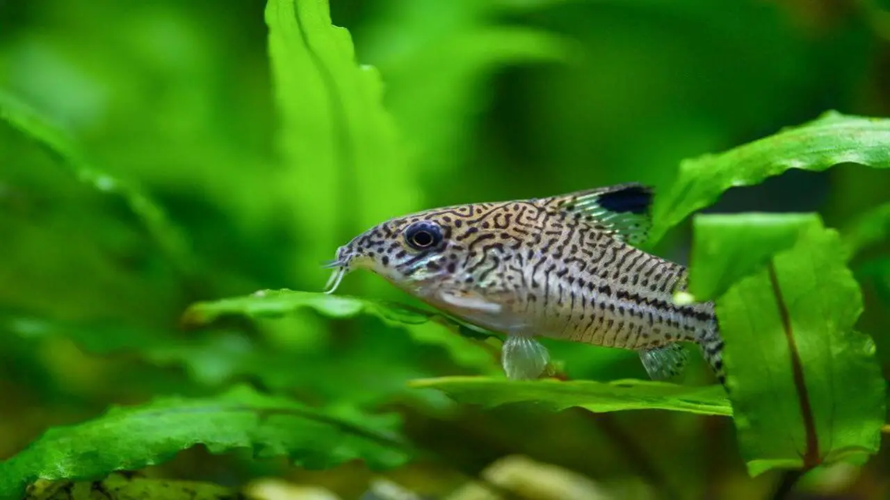 Tips For Keeping Corydoras Catfish In Your Aquarium