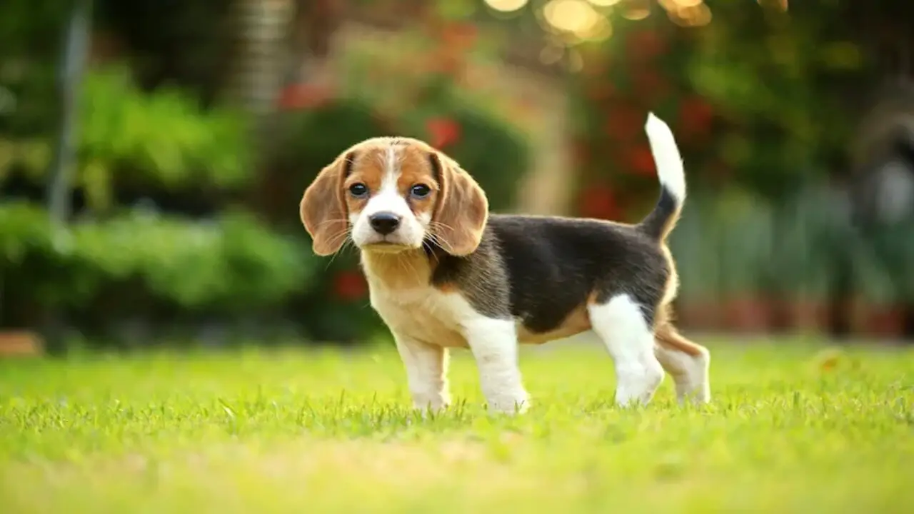 Training A Beagle-Cur Mix