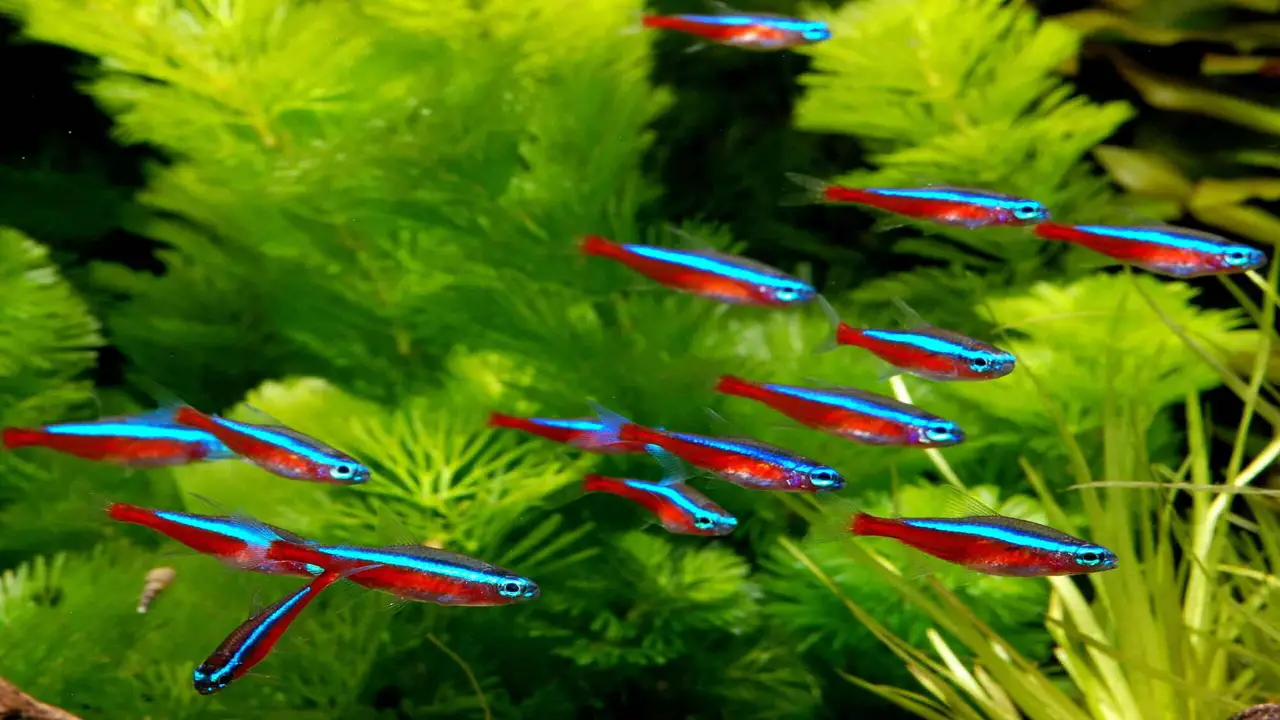 Troubleshooting Common Issues In Cardinal Tetra Breeding