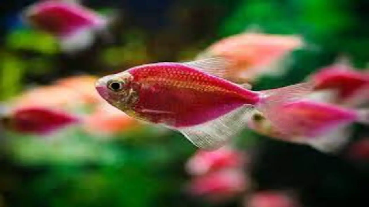 Understanding The Differences Between Male Vs Female Glofish