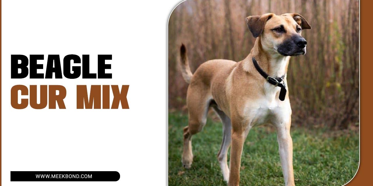 Beagle Cur Mix: A Guide To Temperament