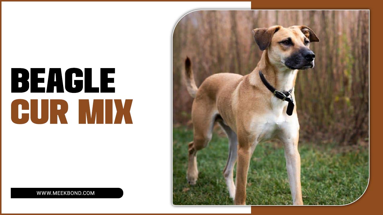 Beagle Cur Mix