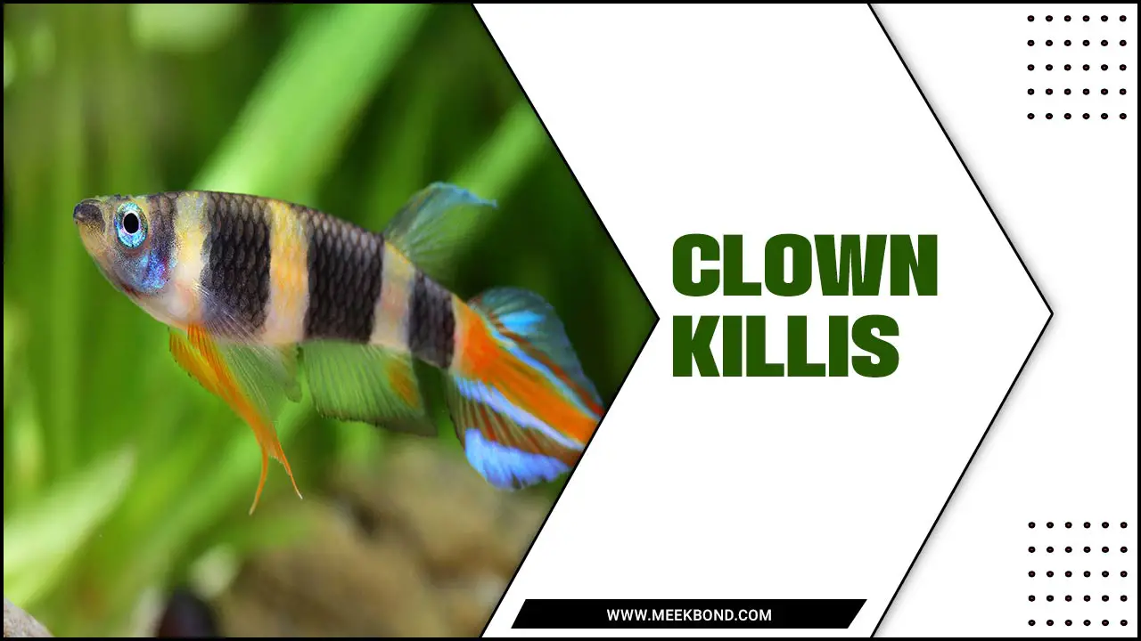 Unlock The Secrets Of Clown Killis: A Comprehensive Overview