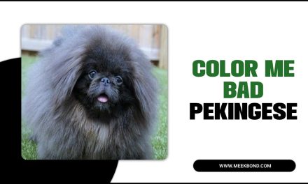 Color Me Bad Pekingese: Everything You Need To Know