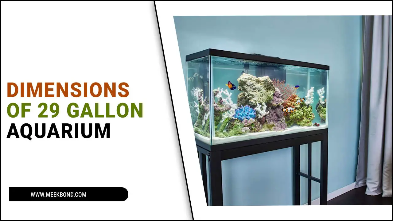 The Dimensions Of 29 Gallon Aquarium: A Complete Guide