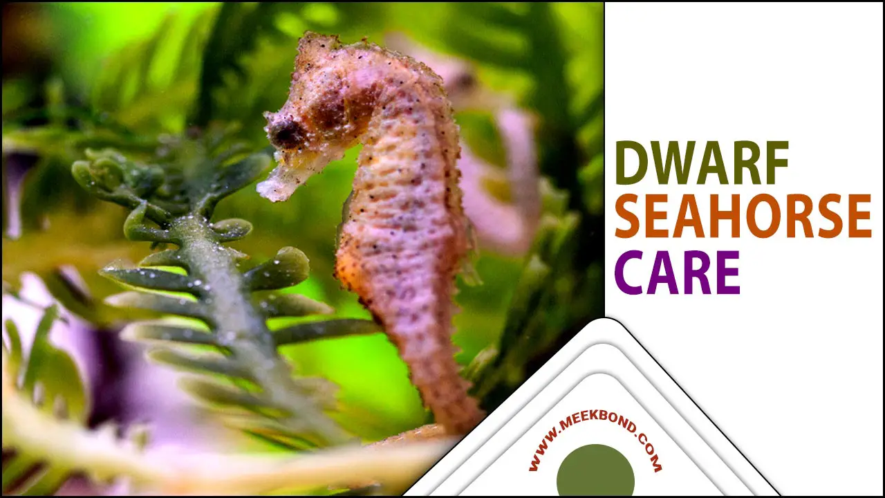The Ultimate Guide To Dwarf Seahorse Care