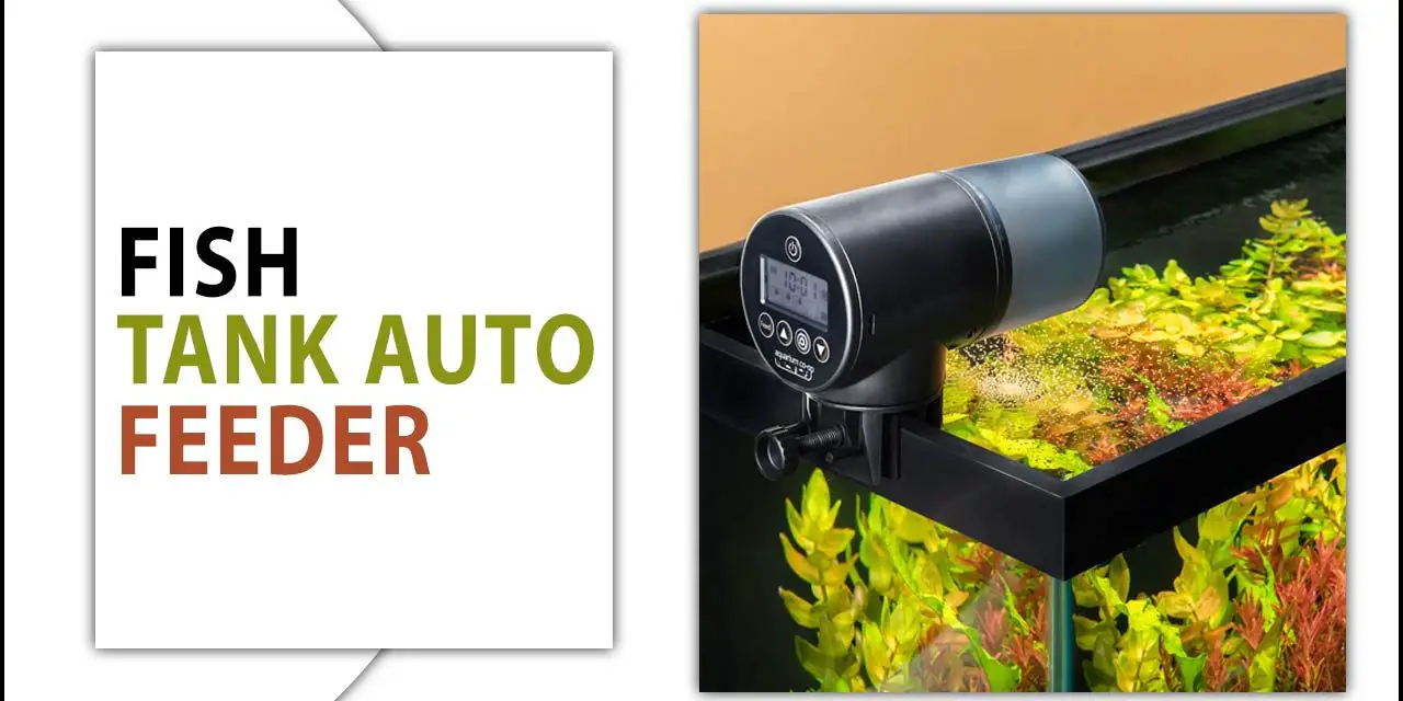 Experience Hassle-Free Feeding With A Fish Tank Auto Feeder