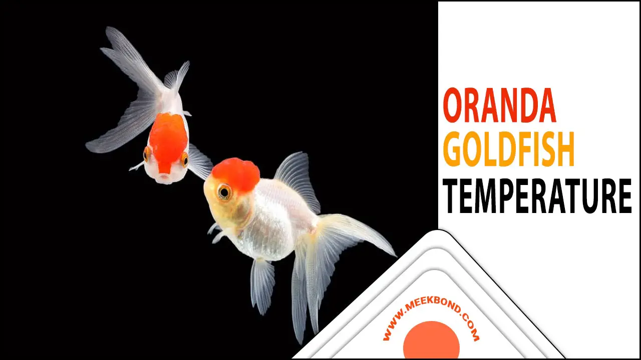 Oranda Goldfish Temperature – How To Maintain It